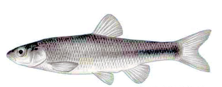 Squalius aradensis_01.jpg